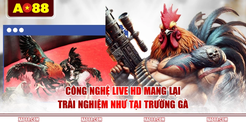 Công nghệ live HD mang lại trải nghiệm như tại trường gà