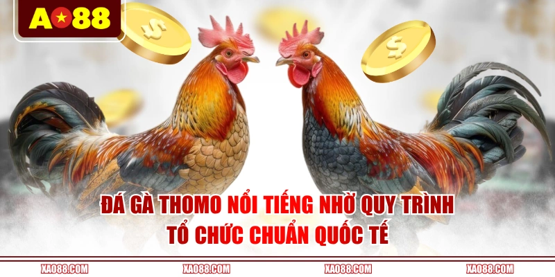 Đá gà Thomo nổi tiếng nhờ quy trình tổ chức chuẩn quốc tế