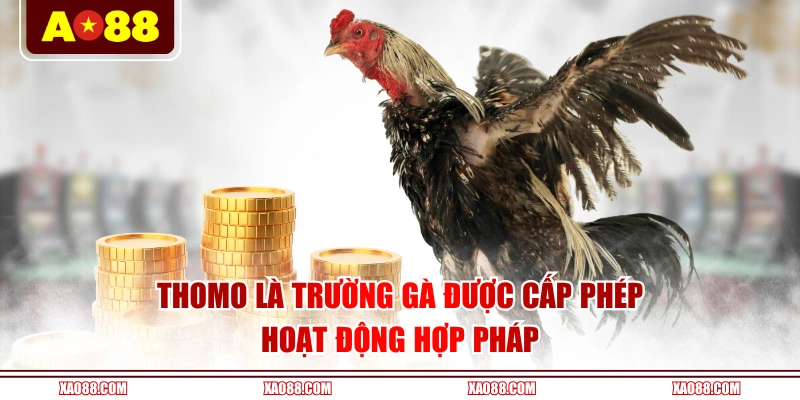 Thomo là trường gà được cấp phép hoạt động hợp pháp